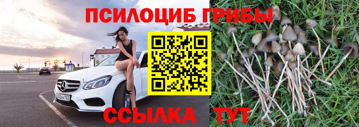 Нижний Тагил  хочу   Вход с VPN  Галлюциногенные грибы Psilocybine cubensis 